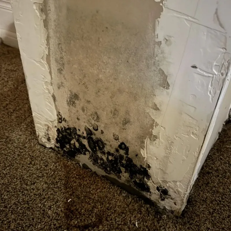 Professional Mold Removal in Central City, IL
